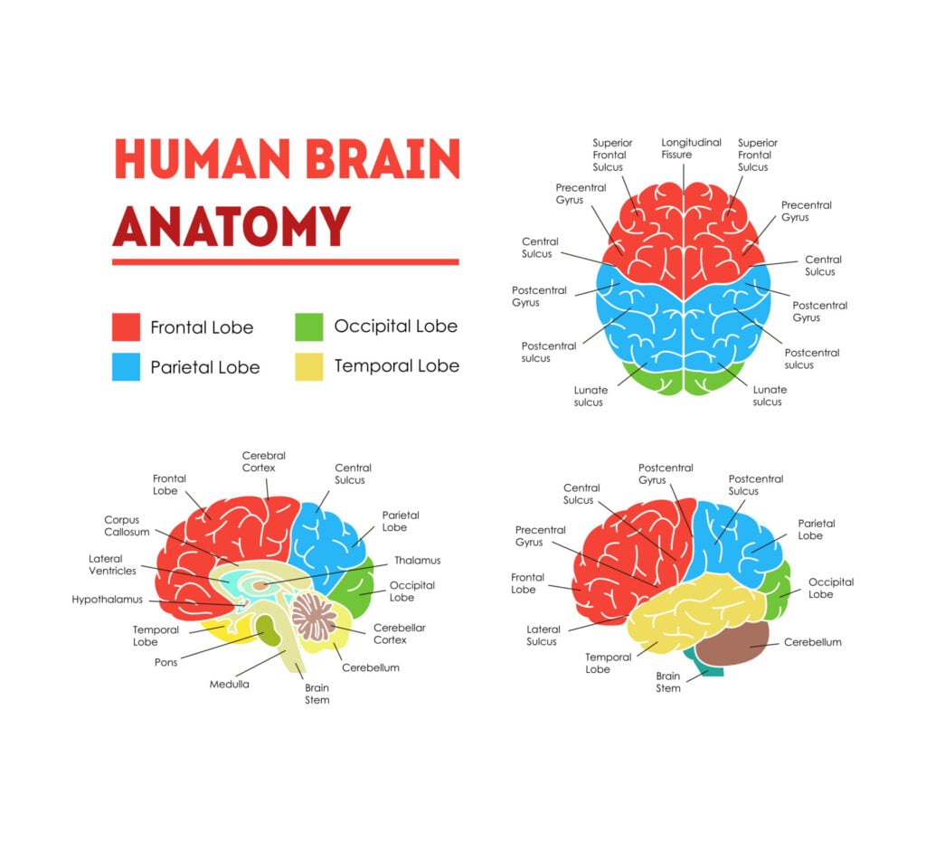 Parts of the Brain: Anatomy, Structure & Functions 17 Human Brain Anatomy Infographic Card Poster System Concept of Diagnostics and Health Care Flat Design Style. Vector illustration of Head