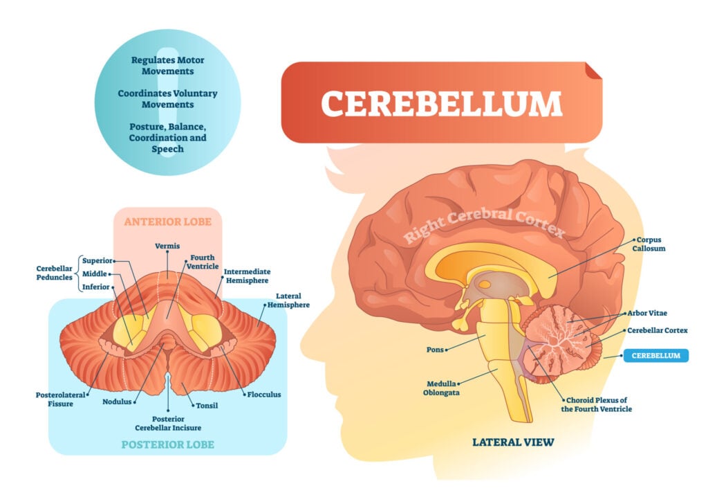 Cerebellum: Functions, Structure, and Location 1 Cerebellum vector illustration. Medical labeled diagram with internal view. Isolated anterior, posterior lobe and lateral view.