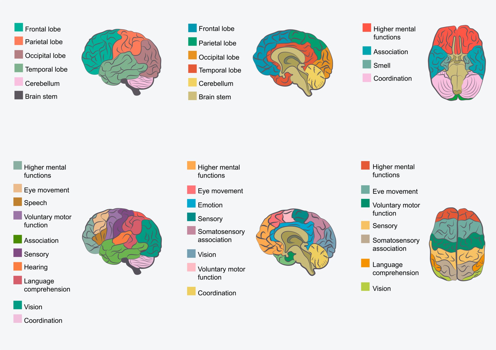 Cerebral Cortex: What It Is, Function & Location 2 cerebral cortex functions
