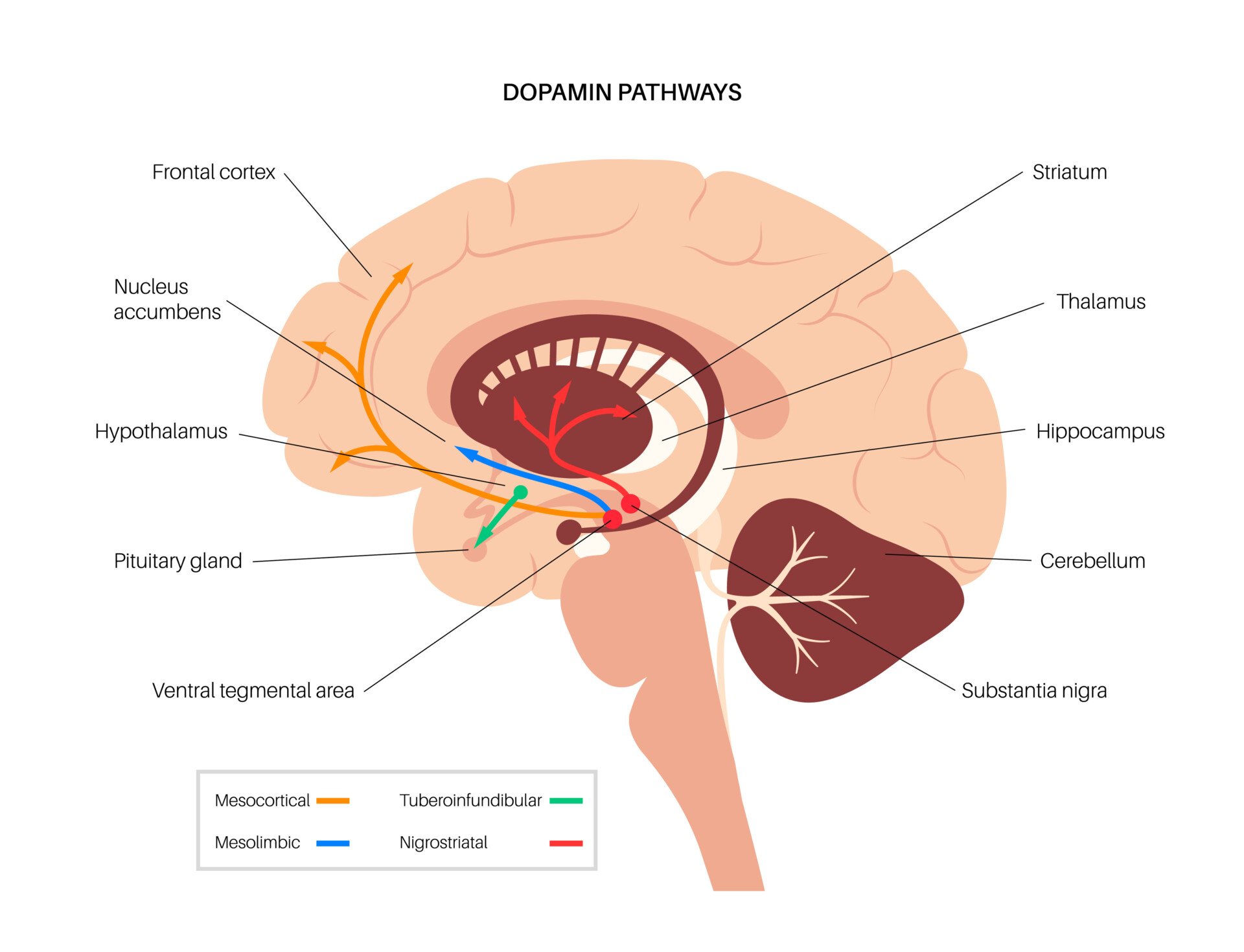 What Is ADHD? Meaning, Signs, Causes, And How To Cope 3 dopamine pathways