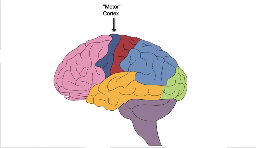 Motor Cortex: Function and Location 1 Motor Cortex