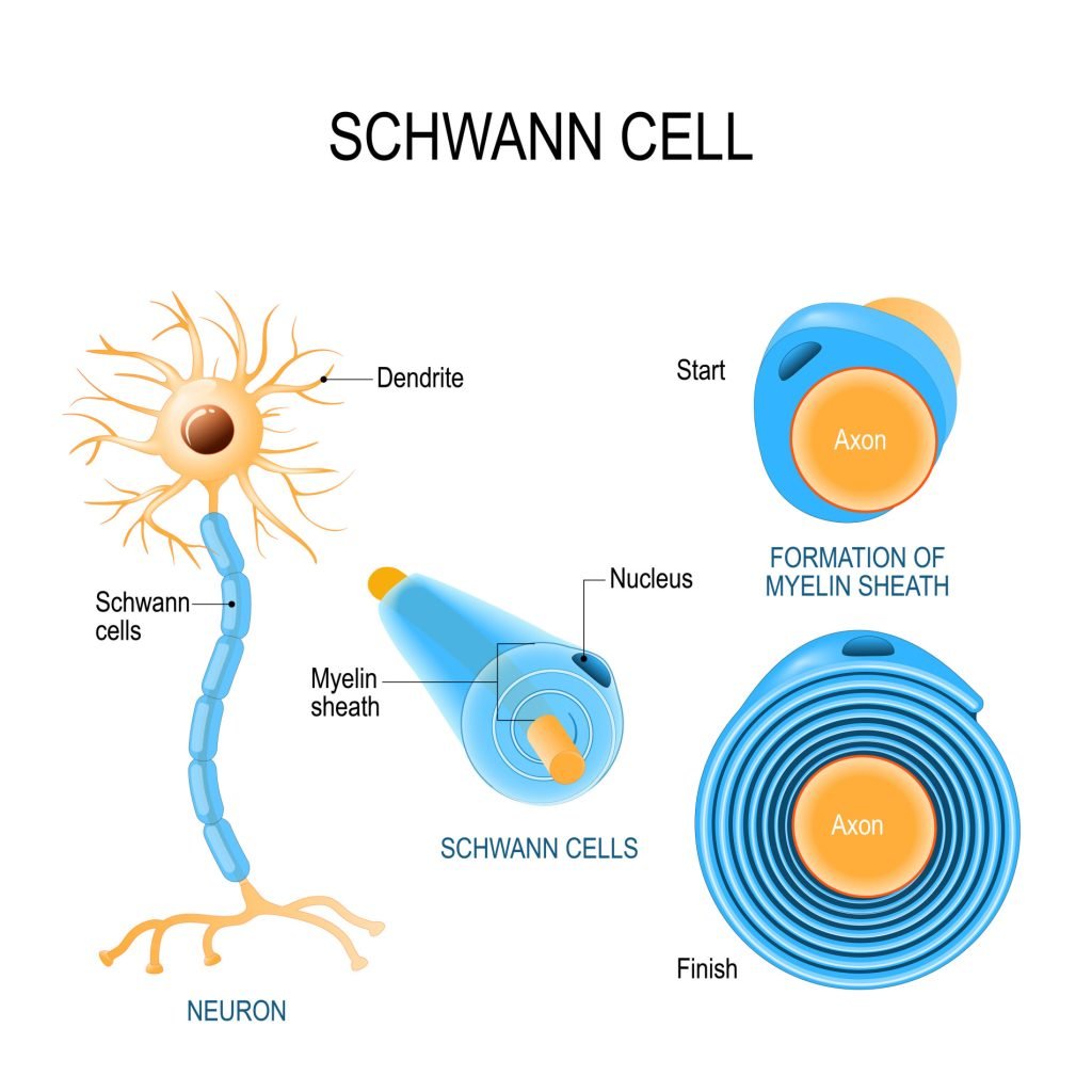 What are Schwann Cells? 1 Schwann cells. Structure of neurolemmocytes.