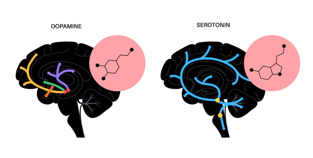 Dopamine and Serotonin: Our Own Happy Chemicals 1 outlines of two brains showing the pathways of both serotonin and dopamine alongside the chemical formulae for both neurotransmitters.
