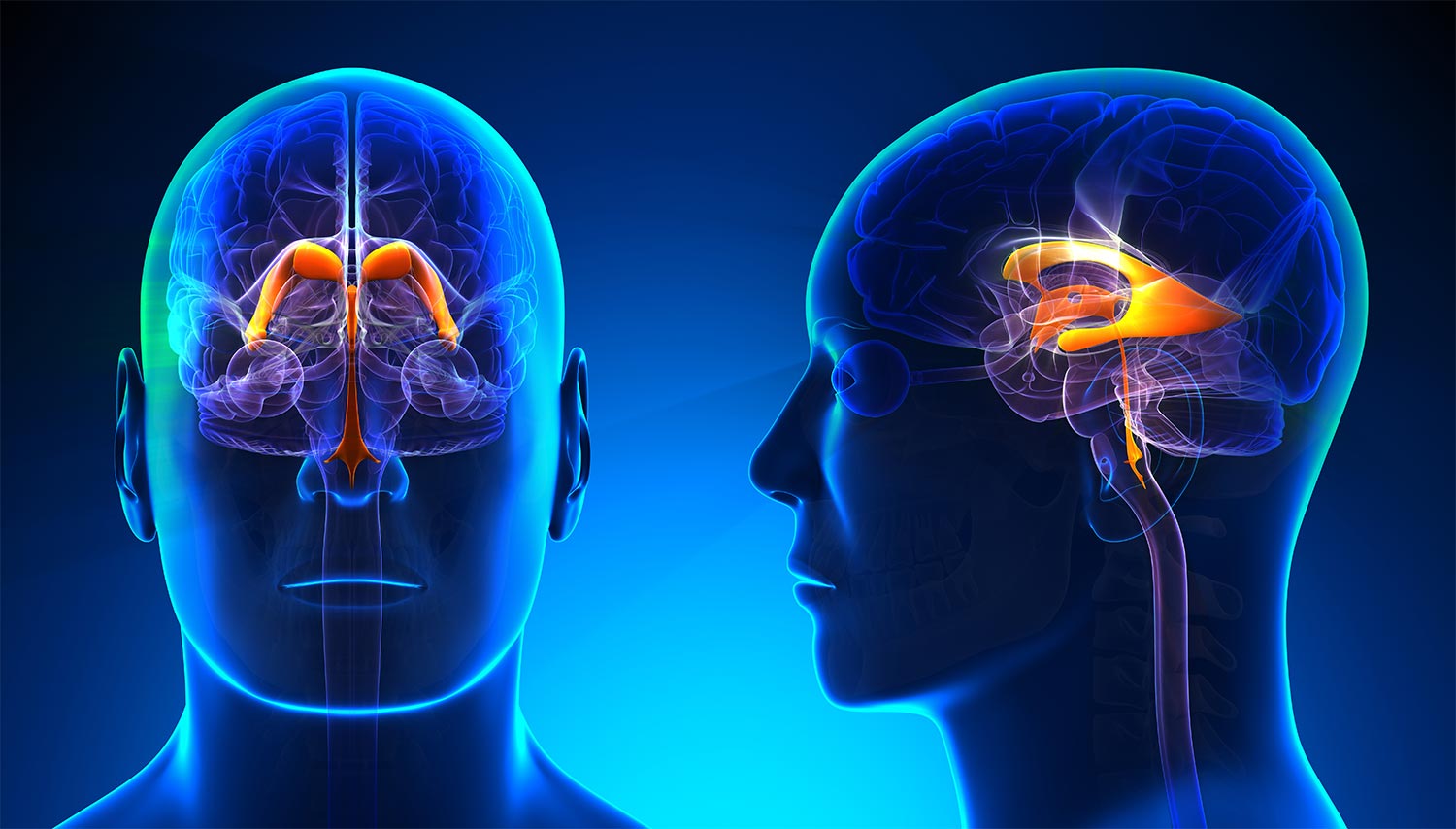 Ventricles of the Brain 1 ventricles of the brain